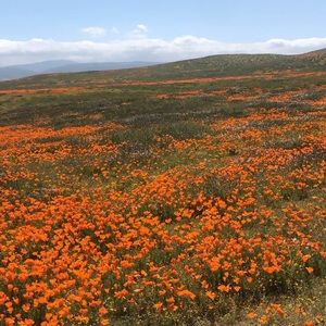 Meet your Posher, Miki